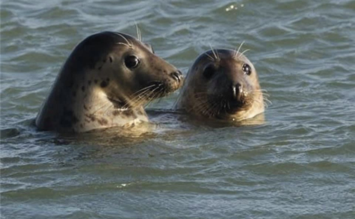 photo - Etoile aan Zee