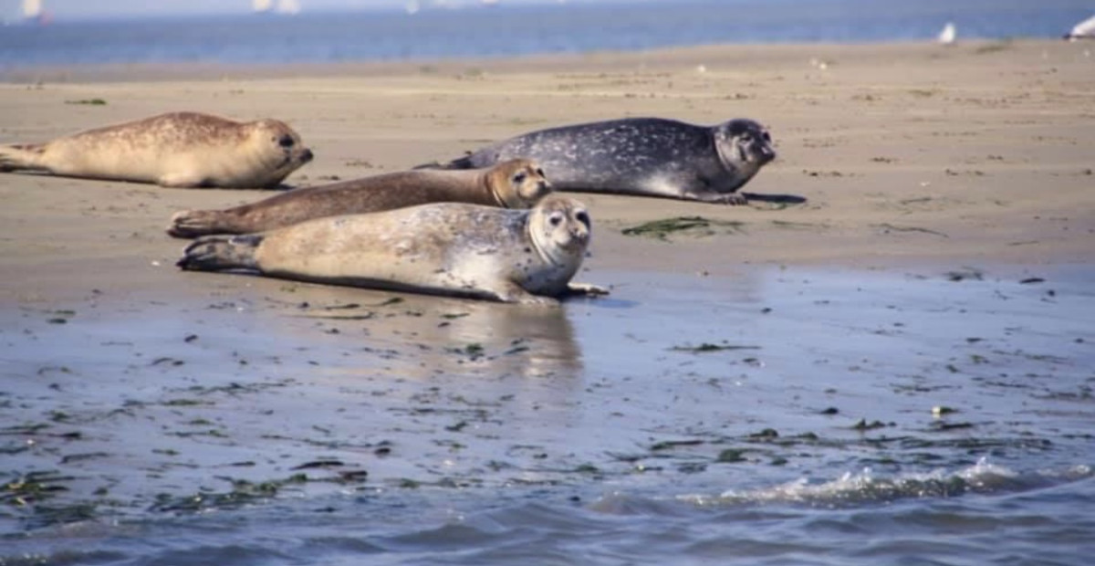 photo - Etoile aan Zee